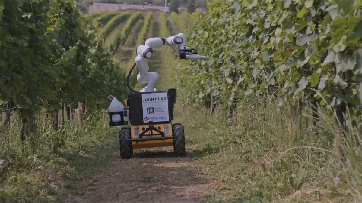 Robot chăm sóc các vườn nho tại Italy